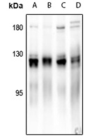 p130 Cas antibody