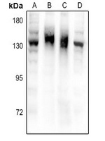 NPR2 antibody