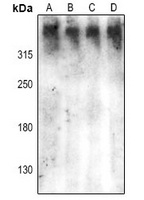 DNA-PKcs (pS2612) antibody