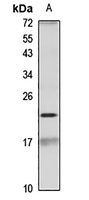 Beta-A4 crystallin antibody