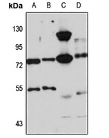 Marlin-1 antibody