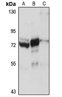 KIF22 antibody