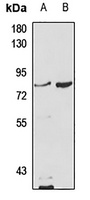 MCCA antibody