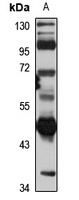 Makorin-2 antibody