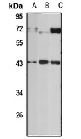 Serpin B8 antibody