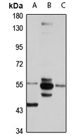 SRP54 antibody
