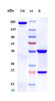 Anti-B7-H4 / VTCN1 Reference Antibody