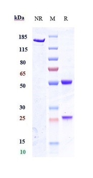 Anti-SCN9a / Nav1.7 Reference Antibody