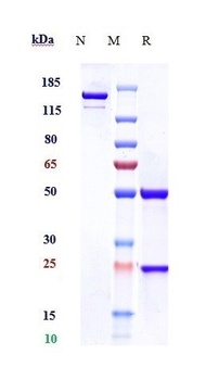 Anti-MSPR / RON / CD136 Reference Antibody