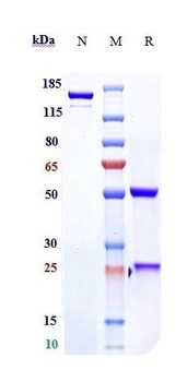Anti-PDGFRA / CD140a Reference Antibody