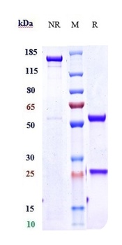 Anti-IL-4Ra / CD124 Reference Antibody
