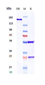 Anti-VEGFR2 / KDR / CD309 Reference Antibody