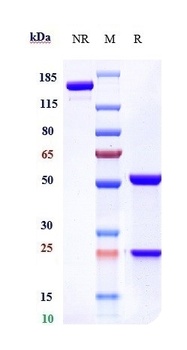 Anti-CX3CL1 / Fractalkine Reference Antibody