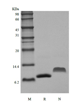 Recombinant Murine Monocyte Chemotactic Protein-2/CCL8