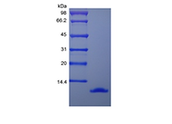 Recombinant Murine Macrophage Inflammatory Protein-1 alpha/CCL3