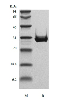 Recombinant Human Insulin-like Growth Factor-Binding Protein 4, Insect Cells Derived