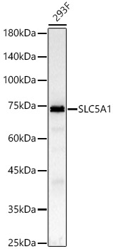 SLC5A1 antibody