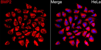 BMP2 antibody