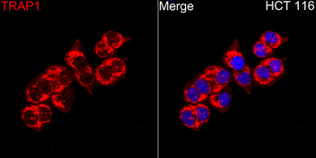 TRAP1 antibody