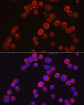 Tec antibody