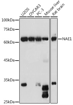 NAE1 antibody