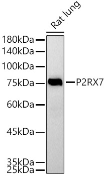 P2RX7 antibody