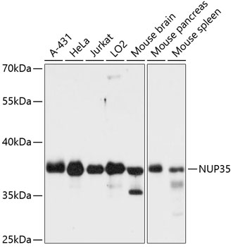 NUP35 antibody