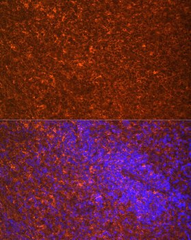 TLR7 antibody