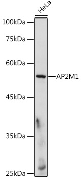 AP2M1 antibody