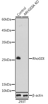 ARHGDIA antibody