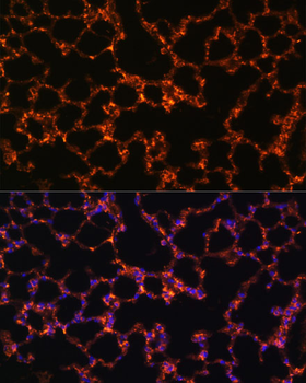 BTN3A1 antibody