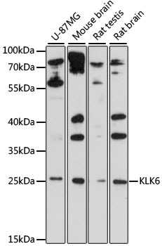 KLK6 antibody