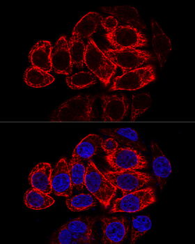 KRT17 antibody