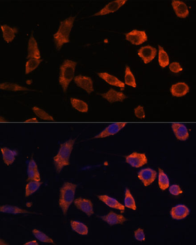 RAB5B antibody