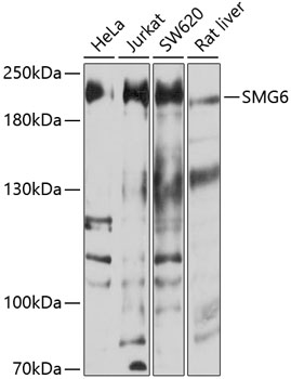 SMG6 antibody