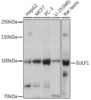 SULF1 antibody