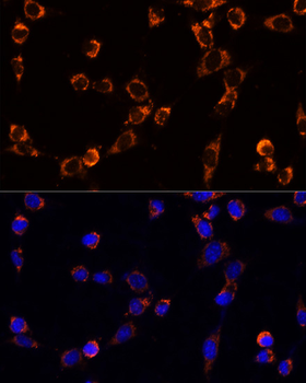 TRAP1 antibody