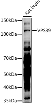 VPS39 antibody