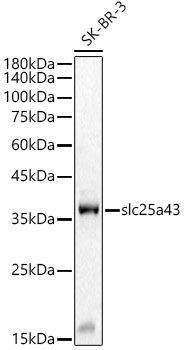 slc25a43 antibody