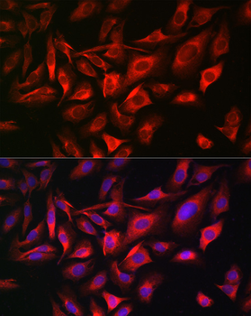 TGN46 antibody