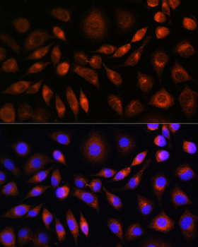 APOM antibody