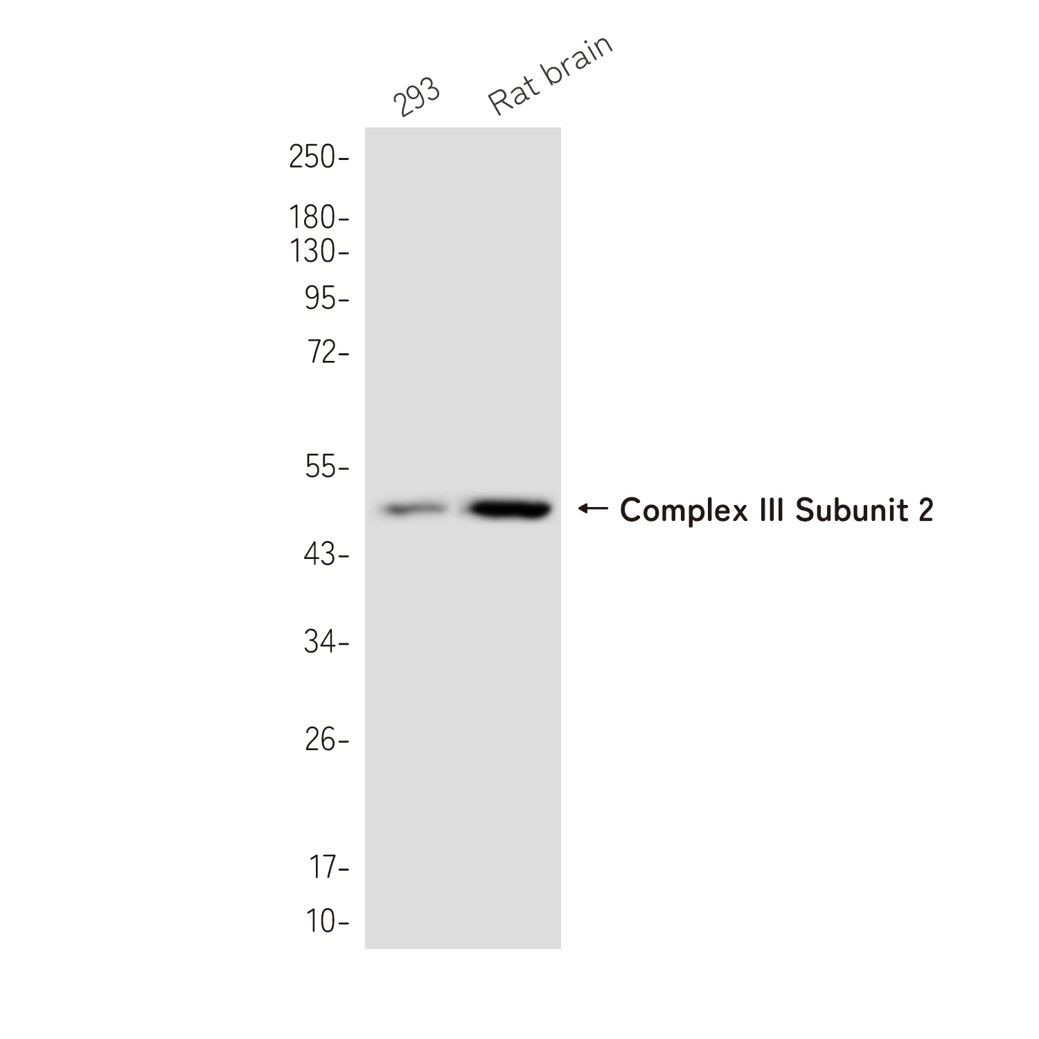 UQCRC2 Antibody