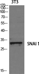 SNAI1 Antibody