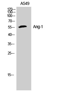ANGPT1 Antibody
