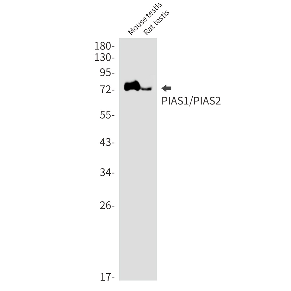 PIAS1/PIAS2/PIAS3 Antibody