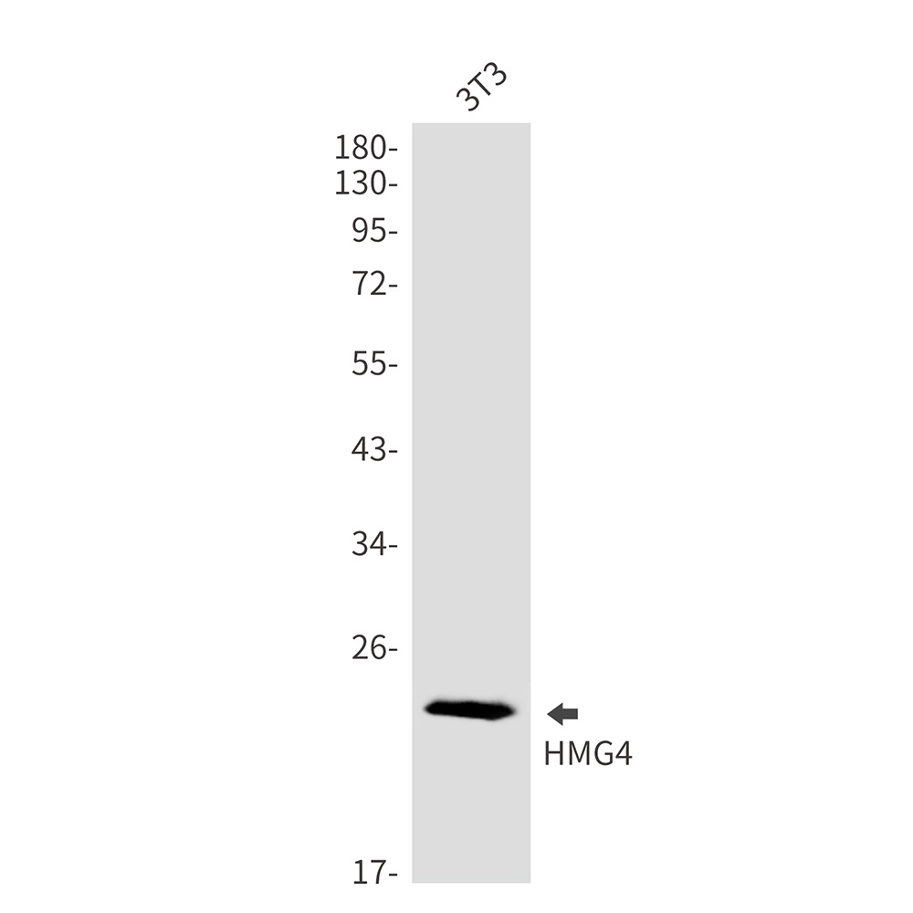 HMGB3 Antibody