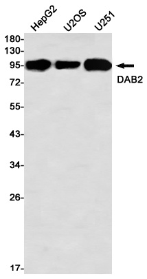DAB2 Antibody