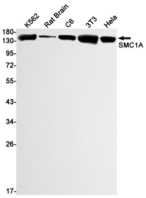 SMC1A Antibody