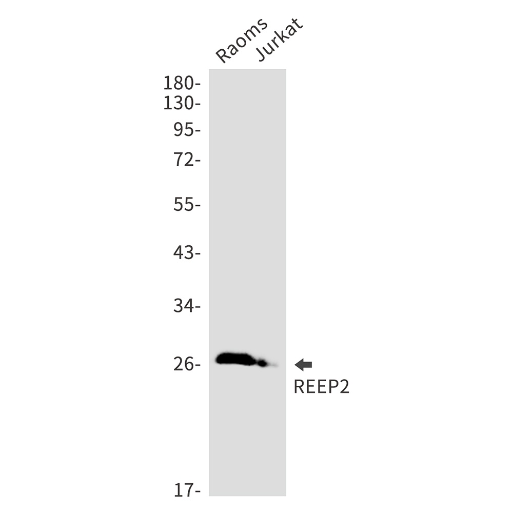 REEP2 Antibody