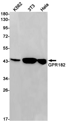 GPR182 Antibody